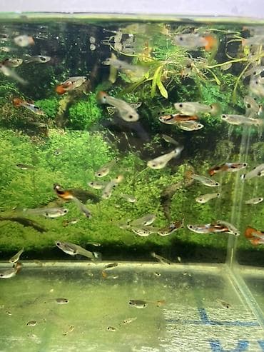 рыбки петушки: Гуппи (Poecilia reticulata) — яркие живородящие аквариумные рыбки — 1