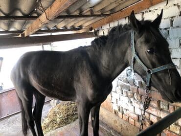 английский чистокровный: Продаю | Жеребец | Английская, Полукровка | Конный спорт | Осеменитель — 3