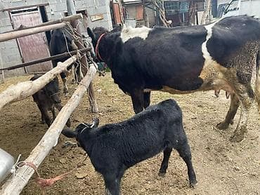 продают бычки: Продаю | Корова (самка) | Для молока | Племенные — 3