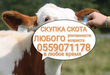 Куплю | Коровы, быки, Лошади, кони, Другие с/х животные | Круглосуточно, Любое состояние, Забитый