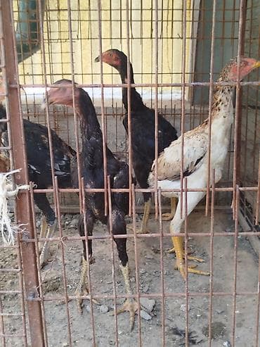 кочкор аренда: Дакан Шамо жожолор сатылат активный алмашу жолдору бар адрес Бишкек — 6