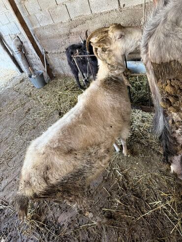 цены породистых собак: Продаю дойную козу Здорова и ухожена, даёт молоко. Очень спокойная — 5