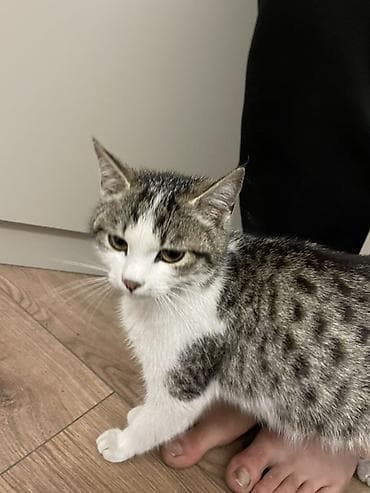 Кошки: Кошка даром: Беспородная, Девочка, Приучена к лотку — 3