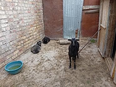продажа козлов: Продаю | Коза (самка) | Для разведения — 3