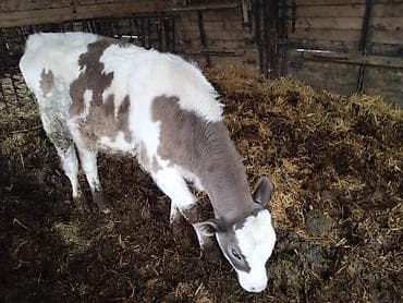 пони лощадь: Продаю | Бык (самец) | На откорм — 2