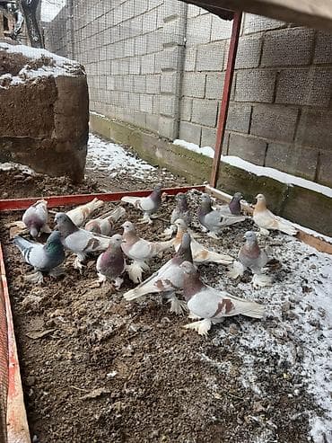 кольца для голубей: Продаю голубей! — 1