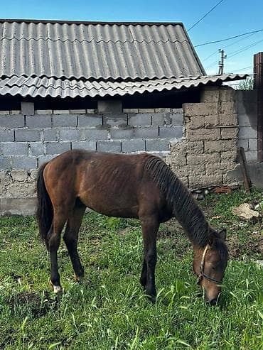 животные на продажу: Продаю | Жеребенок | Конный спорт — 3