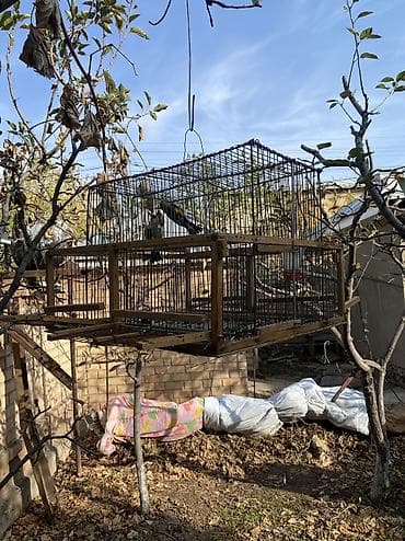 ордок быжы: Индивидуальные изделия под заказ клетки для пичи птиц из дерева из — 8