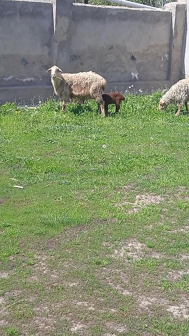 корм для баранов: Продаю | Овца (самка) | Для разведения | Матка — 2