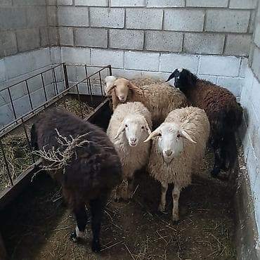 Зоотовары: Продаю | Овца (самка) | Для разведения — 4
