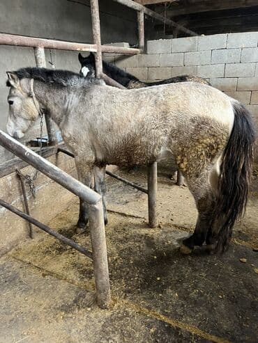 уй айдаган ит: Сатам | Байтал | Ат спорту | Асыл тукумдуу, Жасалма жол менен боозутуу — 3