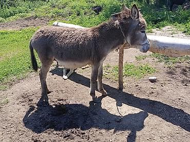собака бигль: Эшек сатам эконо 10мин тушуп берем .Минги — 4