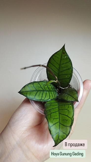 хойи: В продаже ❇️ Укоренённые Хойи, Ceropegia Woodii Variegata — 4