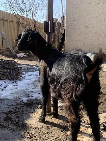 уй животных: Продаю | Козёл (самец) | Для разведения — 8