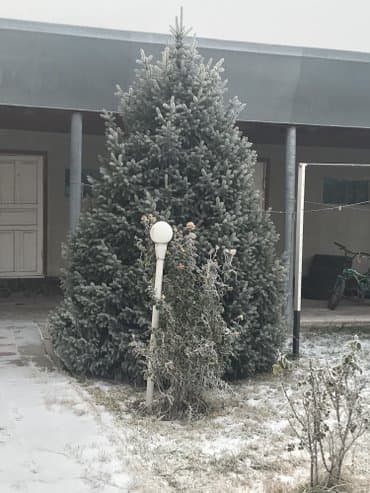 Бакча инвентары: Көчөттөр дарактардын: Карагайлар — 4