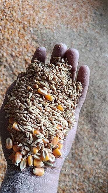 попугай птицы: Арпа жугору буудай аралаш жем — 2