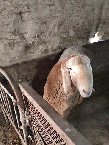 услуги ветеринара: Продаю | Ягненок, Баран (самец) | Арашан | Для разведения | Племенные, Осеменитель — 5