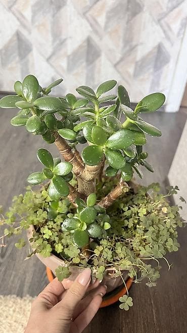 павлония дарагы: Комнатное растение толстянка (Crassula), также известное как «денежное — 2