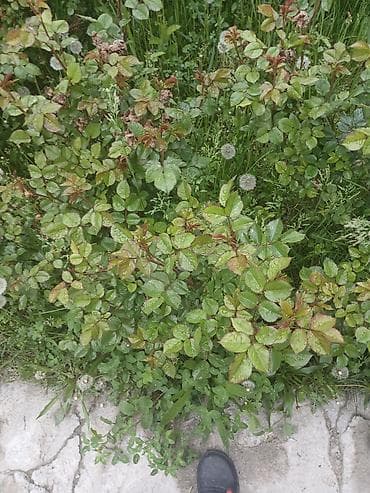 розы садовые: Саженцы Самовывоз — 3