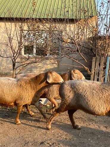 сколько стоит кавказская овчарка: Продаю | Овца (самка) | Для разведения | Матка — 9