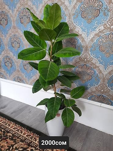 Эпипремнумдар жана сциндапсустар: Фикус альтисиима.Декеративно-листивенное растение. Требует умеренного — 1