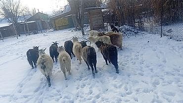 ахатинская улитка цена: Продаю | Коза (самка), Козлёнок | Полукровка | На забой, Для разведения, Для молока | Племенные, Котные — 1