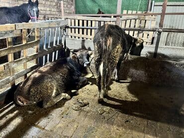 продаю дойных коров: Продаю | Тёлка | На откорм | Привязанные — 6