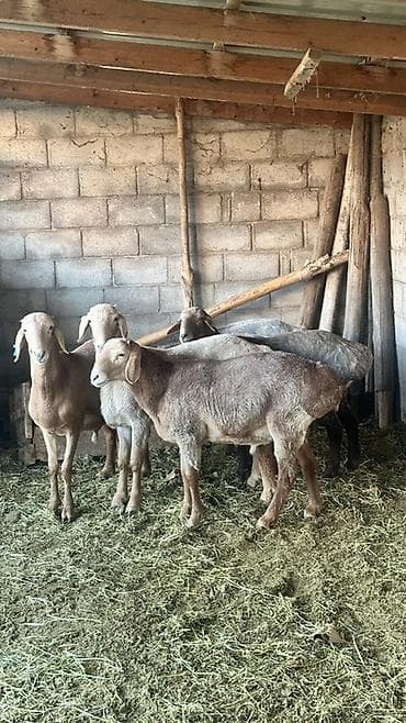 пчелы пасека: Продаю | Овца (самка) | Для разведения | Ярка — 5