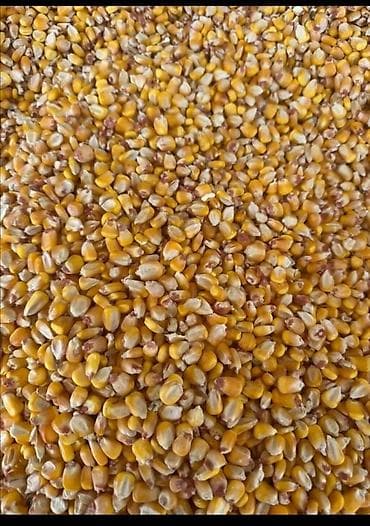 📢 ЖҮГӨРҮ САТЫЛАТ! 🌽 🌾 Сапаттуу, таза, кургак жүгөрү сатылат. ✅ Баасы — 1