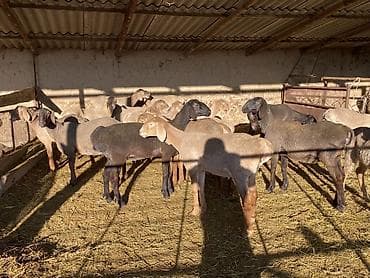 отдам даром собак в бишкеке: Продаю | Овца (самка) | Арашан | Для разведения | Матка — 1