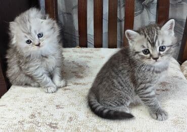 шотланские котята: Скотиш Фолд (Шотландская вислоухая), 1 месяц, Девочка, Серебристая шиншилла, Приучена к лотку, С документами — 6