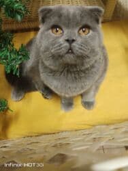 домик для кот: Скотиш Фолд (Шотландская вислоухая), 4 месяца, Мальчик, Голубой, Приучена к лотку, Проглистована, С документами — 6