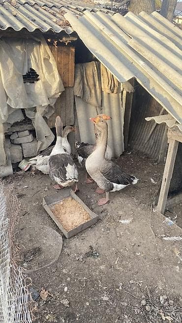 кой порода: Породистые гуси на развод - группа взрослых серых гусей для — 2