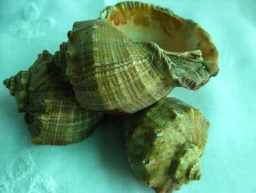 шкатулка для обручальных колец купить: Шкатулка - пепельница ракушки с Черноморского побережья
Времен СССР — 1