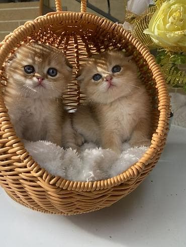 кошка шотланка: Скотиш Страйт (Шотландская прямоухая), 1 месяц, Мальчик, Золотая шиншилла, Приучена к лотку, Проглистована, С документами — 1