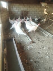 Грызуны: Семиз индюктар — 1