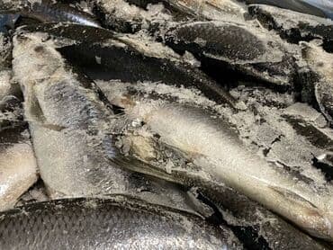 толстолоб оптом: Замороженный, До 1 кг, Бесплатная доставка, Самовывоз, Платная доставка — 7