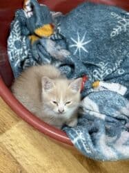 куда можно отдать собаку в бишкеке: Кошка даром: Беспородная, 2 месяца, Девочка, Приучена к лотку — 3