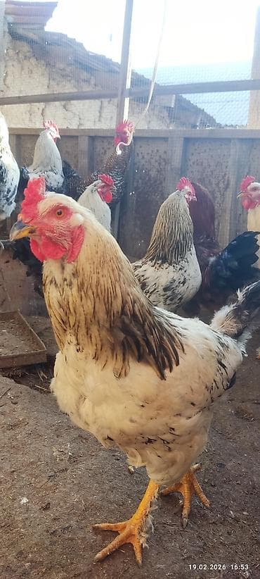 Үй жаныбарлары үчүн товарлар: Сатам | Короздор | Көбөйтүү үчүн — 4