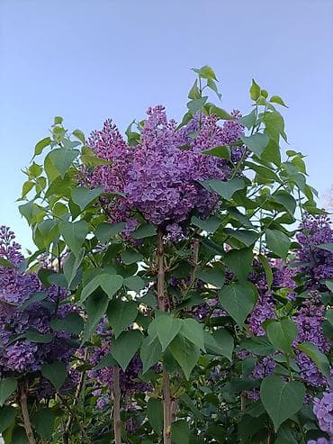 орхидеи фаленопсис: Сирень пурпурно-фиолетовая, крупноцветковая. Большие ветки по 50,100 — 4