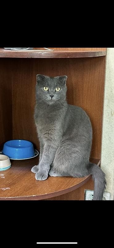 black cat: Скотиш Фолд (Шотландская вислоухая), 1 год, Девочка, Голубой, Приучена к лотку — 1