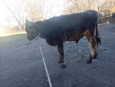 дойних коров: Продаю | Тёлка | Для разведения | Нетель — 13