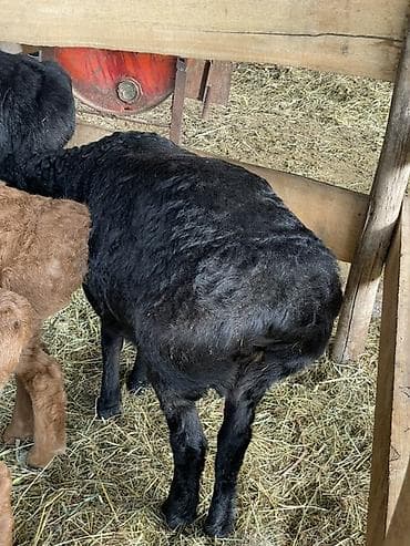 монбельярд цена: Продаю | Овца (самка), Ягненок | Арашан | Для разведения | Племенные, Ярка — 2