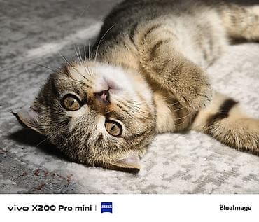 x200 nokia: Vivo X200 Pro mini, 256 ГБ — 4