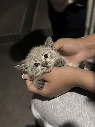 барханный кот: Котёнок, окраска серо-песочная с лёгким тигровым рисунком. Большие — 4