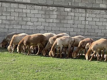 овцы арашан купить: Продаю | Овца (самка) | Для разведения | Племенные — 9