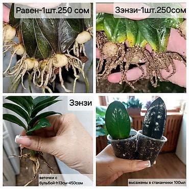 Продаю укорененные листики с хорошей бульбой и корнями -замиокулькас at lalafo.kg Продаю укорененные листики с хорошей бульбой и корнями -замиокулькас