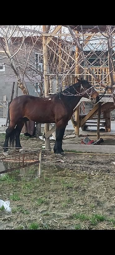 Аквариумдар: Сатам | Байтал | Жумушка — 2