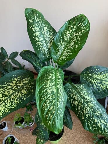 2 фикуса в горшке и 1 диффенбахия. про фикусы: Высота 1.5 - 2 метра at lalafo.kg 2 фикуса в горшке и 1 диффенбахия. про фикусы: Высота 1.5 - 2 метра