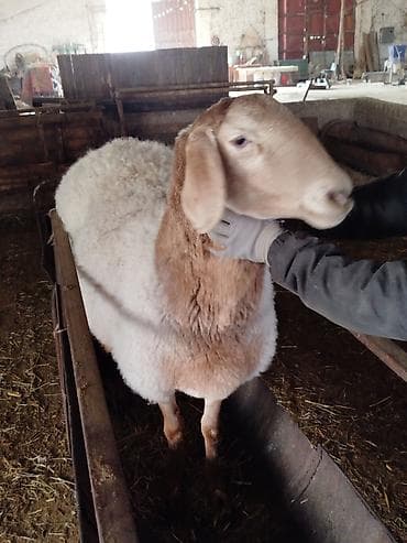 Үй жаныбарлары үчүн товарлар: Сатам | Ургаачы кой (ургаачы) | Көбөйтүү үчүн | Ургаачы — 2